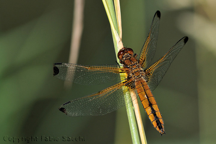 Libellula fulva